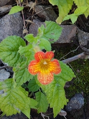 Achimenes antirrhina (Achimenes antirrhina)