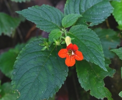 Achimenes antirrhina (Achimenes antirrhina)