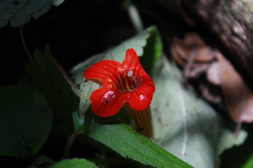 Achimenes antirrhina (Achimenes antirrhina)
