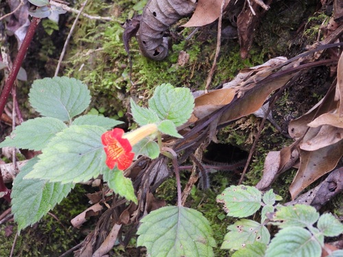 Achimenes antirrhina (Achimenes antirrhina)