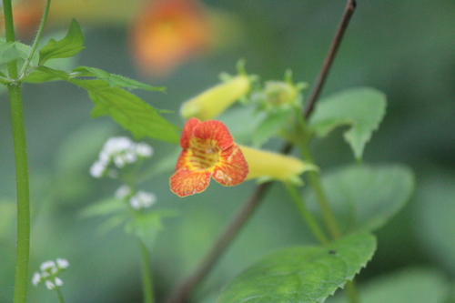 Achimenes antirrhina (Achimenes antirrhina)