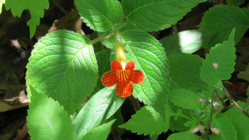 Achimenes antirrhina (Achimenes antirrhina)