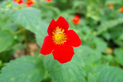 Achimenes antirrhina (Achimenes antirrhina)