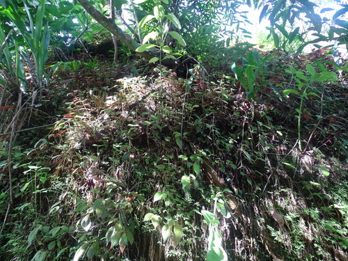 Achimenes candida (Achimenes candida)
