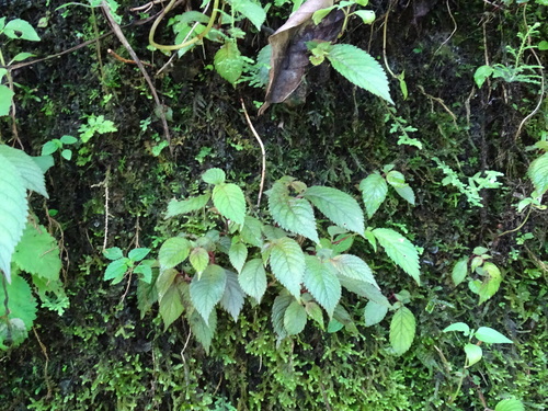 Achimenes candida (Achimenes candida)