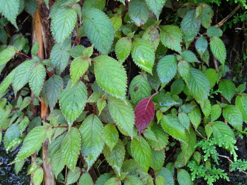Achimenes candida (Achimenes candida)