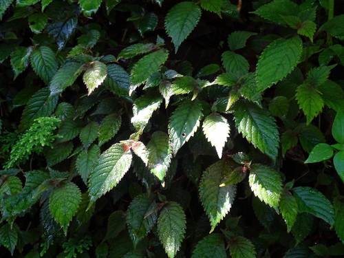 Achimenes candida (Achimenes candida)