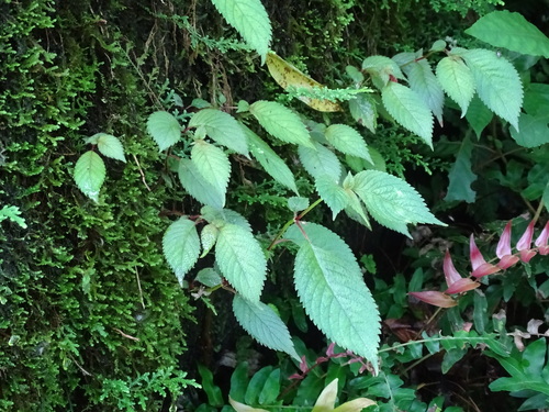 Achimenes candida (Achimenes candida)