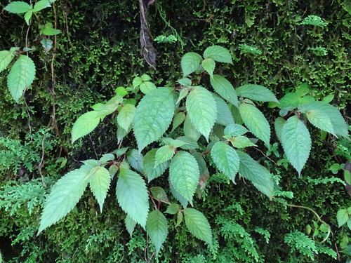 Achimenes candida (Achimenes candida)