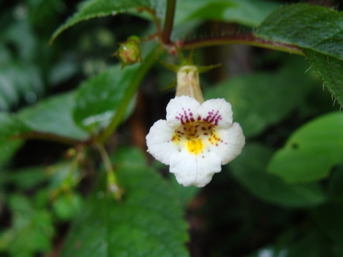Achimenes candida (Achimenes candida)