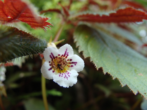 Achimenes candida (Achimenes candida)