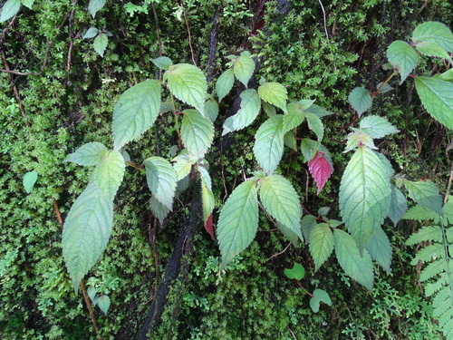 Achimenes candida (Achimenes candida)