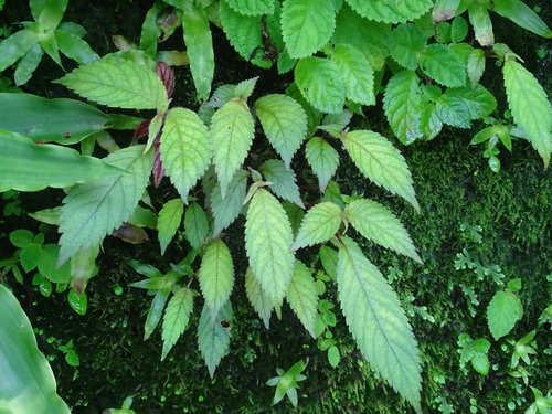 Achimenes candida (Achimenes candida)