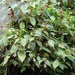 Achimenes candida (Achimenes candida)