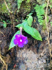 Achimenes grandiflora (Achimenes grandiflora)