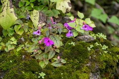 Achimenes grandiflora (Achimenes grandiflora)