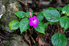 Achimenes grandiflora (Achimenes grandiflora)