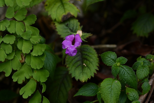 Achimenes grandiflora (Achimenes grandiflora)
