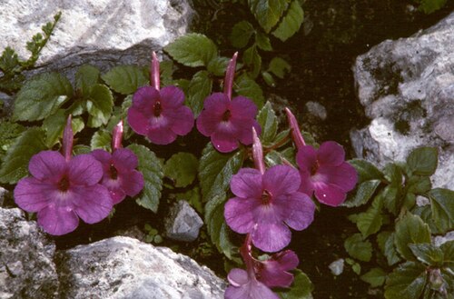 Achimenes grandiflora: Achimenes grandiflora in Xochicalco, Morelos, Mexico