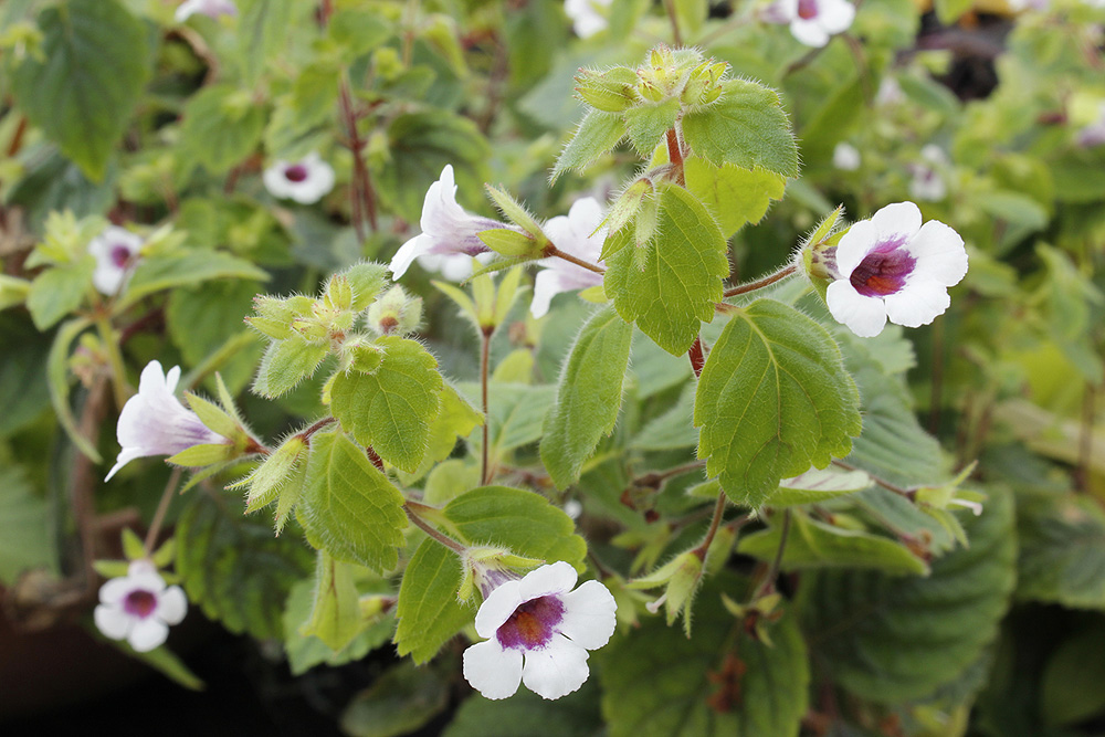 Achimenes misera: Achimenes misera, a species of rhizomatous, herbaceous, tender perennial plant