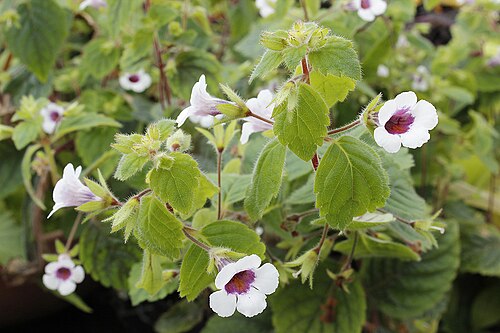 Achimenes misera: Achimenes misera, a species of rhizomatous, herbaceous, tender perennial plant