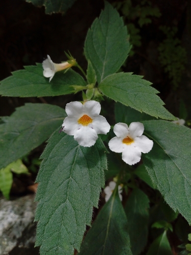 Achimenes occidentalis (Achimenes occidentalis)