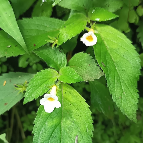 Achimenes occidentalis (Achimenes occidentalis)