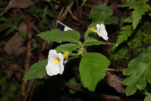 Achimenes occidentalis (Achimenes occidentalis)