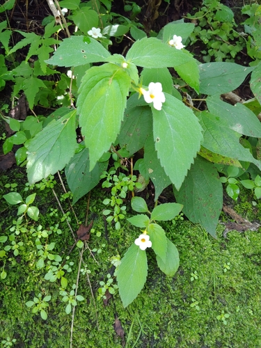Achimenes occidentalis (Achimenes occidentalis)