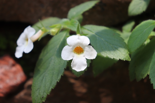 Achimenes occidentalis (Achimenes occidentalis)