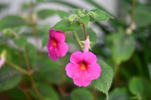 Achimenes skinneri (Achimenes skinneri)