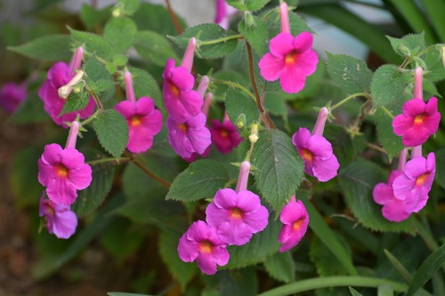Achimenes skinneri (Achimenes skinneri)