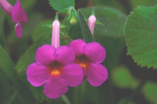 Achimenes skinneri (Achimenes skinneri)