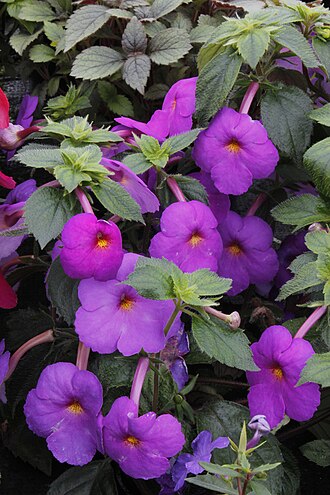 Achimenes skinneri: Achimenes skinneri, a species of rhizomatous, herbaceous, tender perennial plant