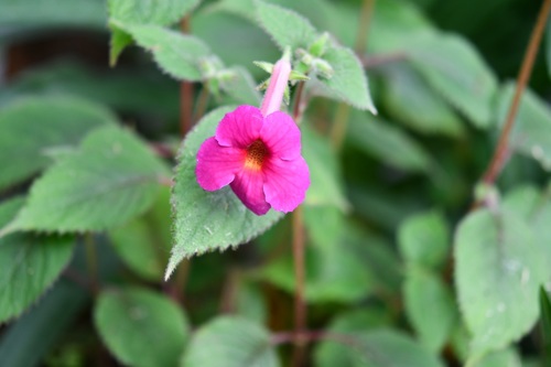 Achimenes skinneri (Achimenes skinneri)