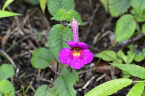 Achimenes skinneri (Achimenes skinneri)