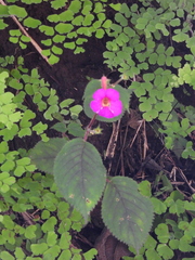 Achimenes skinneri (Achimenes skinneri)