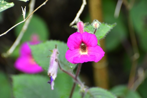 Achimenes skinneri (Achimenes skinneri)