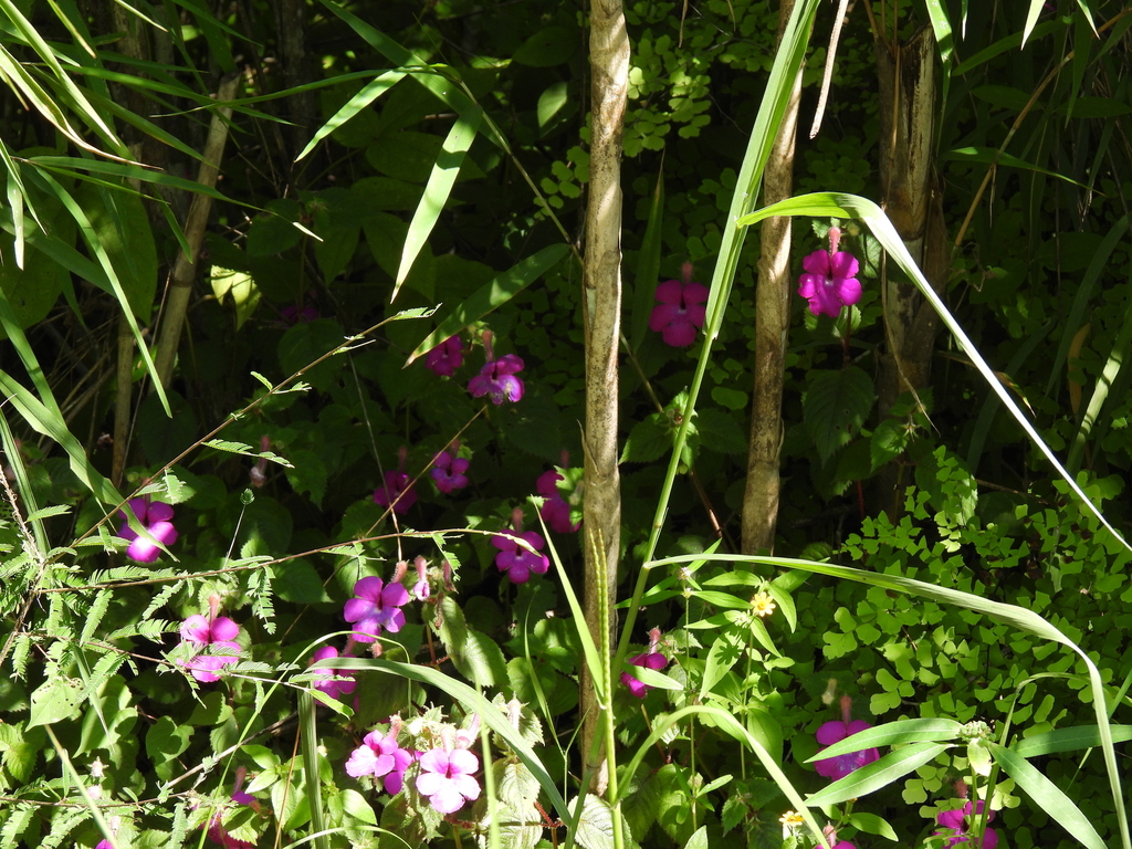 Achimenes skinneri (Achimenes skinneri)