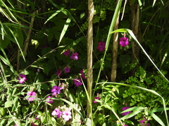 Achimenes skinneri (Achimenes skinneri)