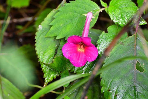 Achimenes skinneri (Achimenes skinneri)