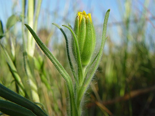 Blow wives (Achyrachaena mollis)