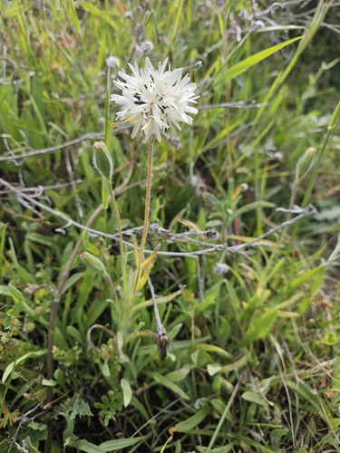 Blow wives (Achyrachaena mollis)