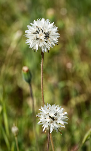 Blow wives (Achyrachaena mollis)