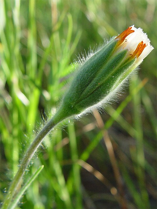 Blow wives (Achyrachaena mollis)