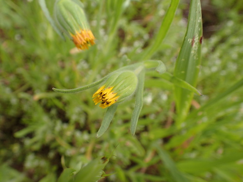 Blow wives (Achyrachaena mollis)