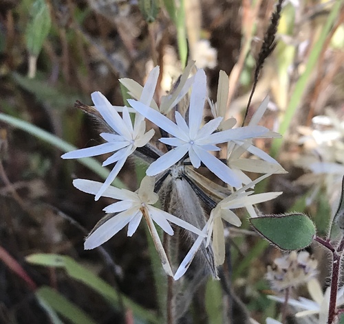 Blow wives (Achyrachaena mollis)
