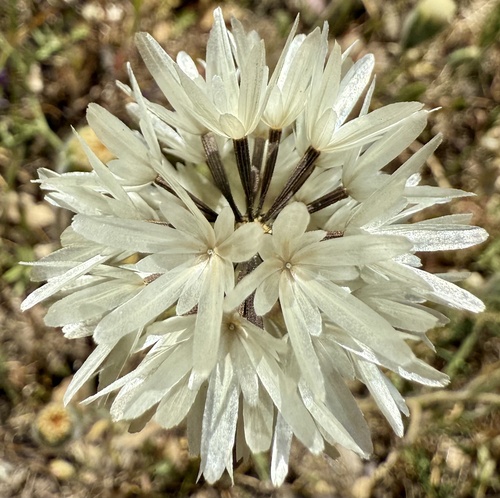 Blow wives (Achyrachaena mollis)