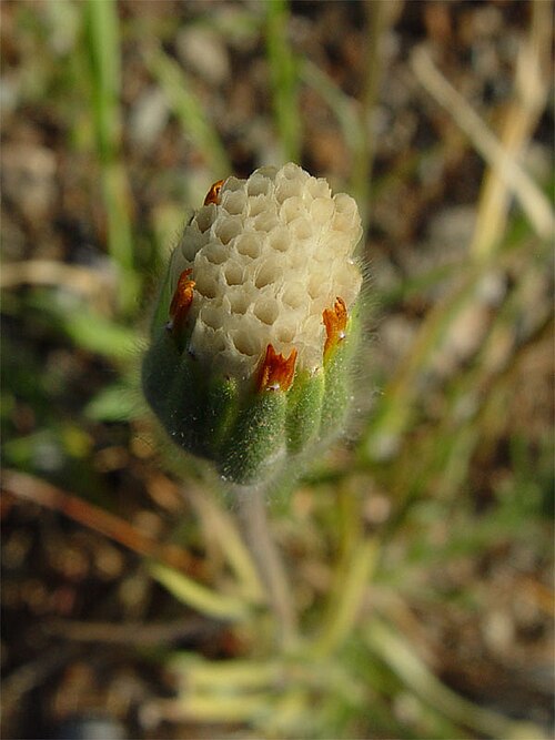 Blow wives (Achyrachaena mollis)