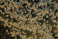 Achyranthemum argenteum (Achyranthemum argenteum)